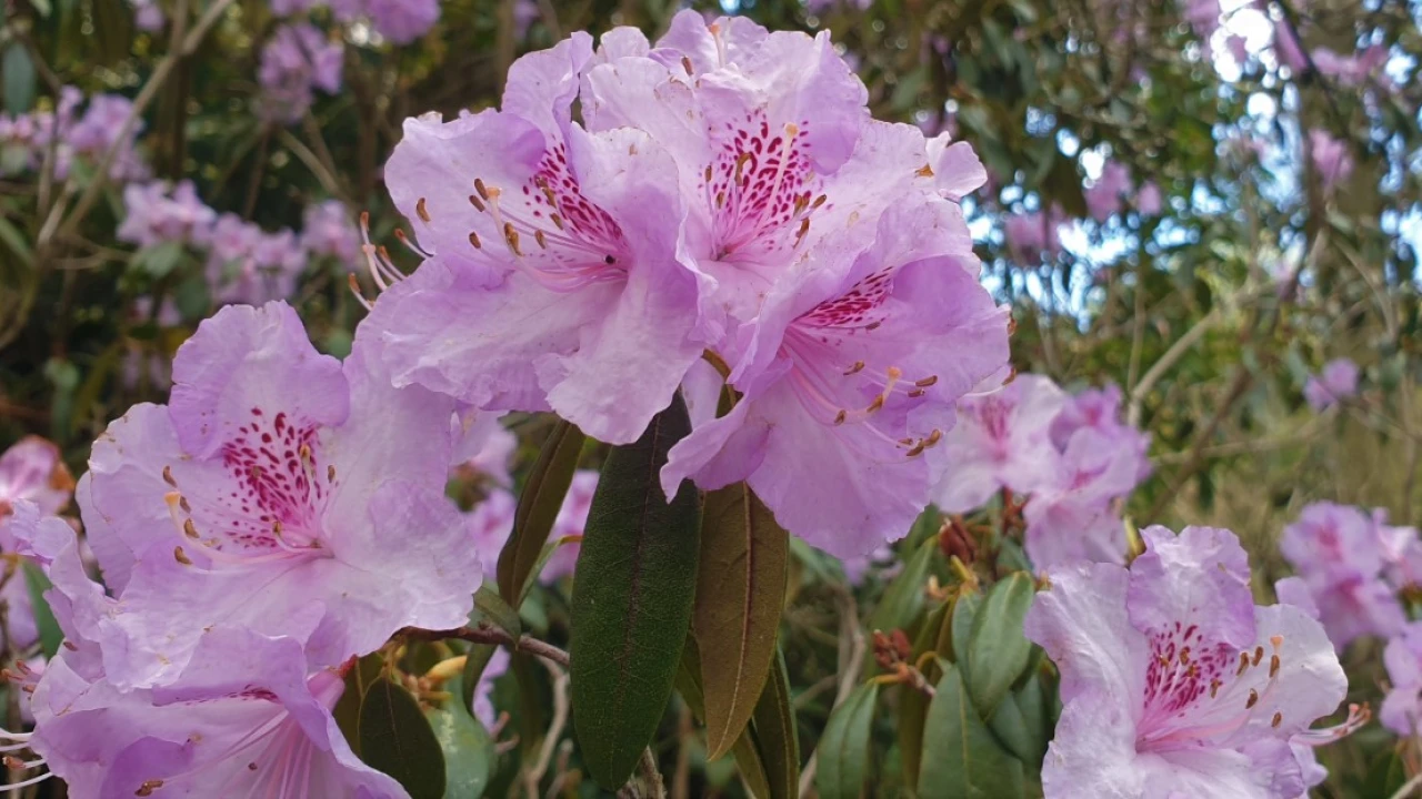 R. rubiginosum AGM